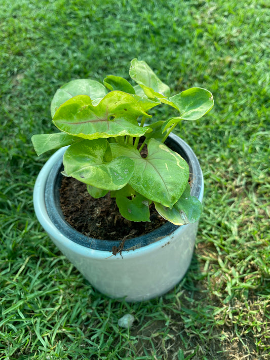 Syngonium Plant - Small