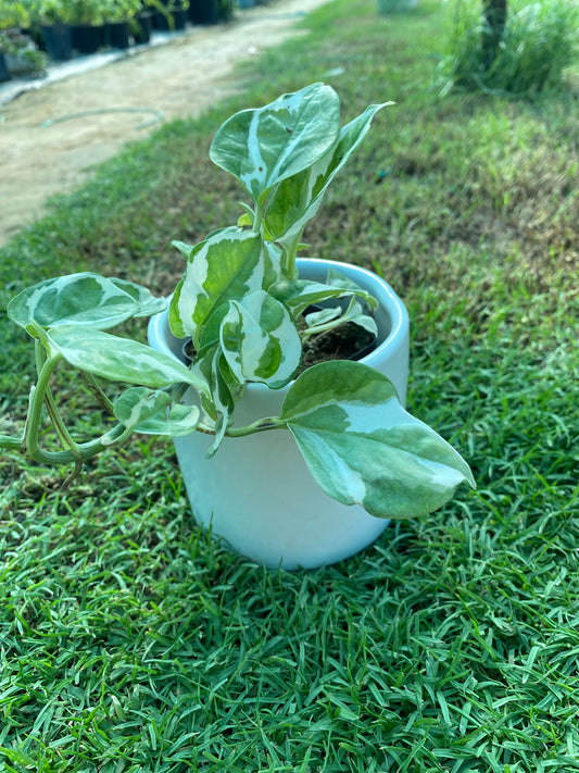 Marble Money Plant - Small