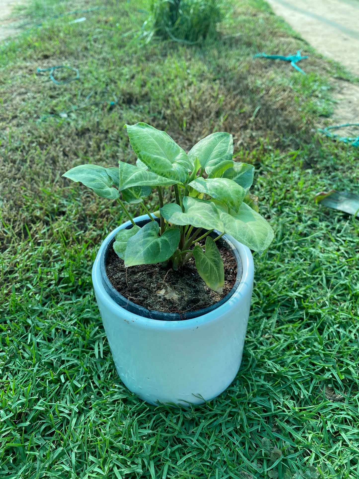 Syngonium Podophyllum Plant - Small