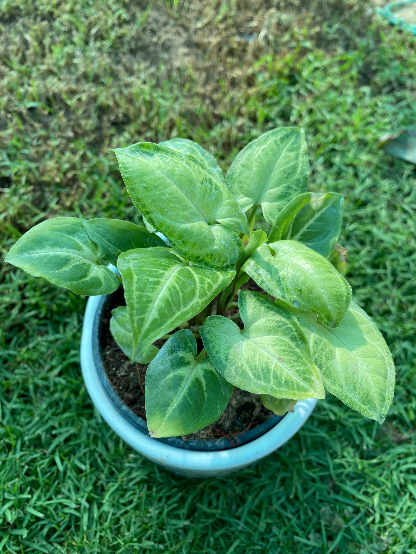 Syngonium Podophyllum Plant - Small