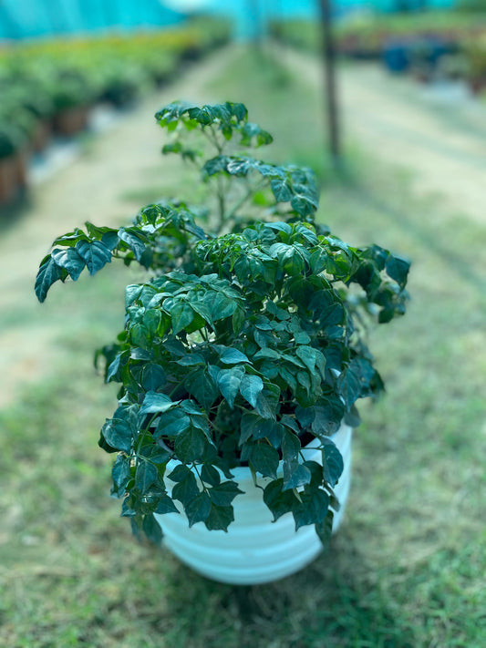 China Doll Plant - Medium