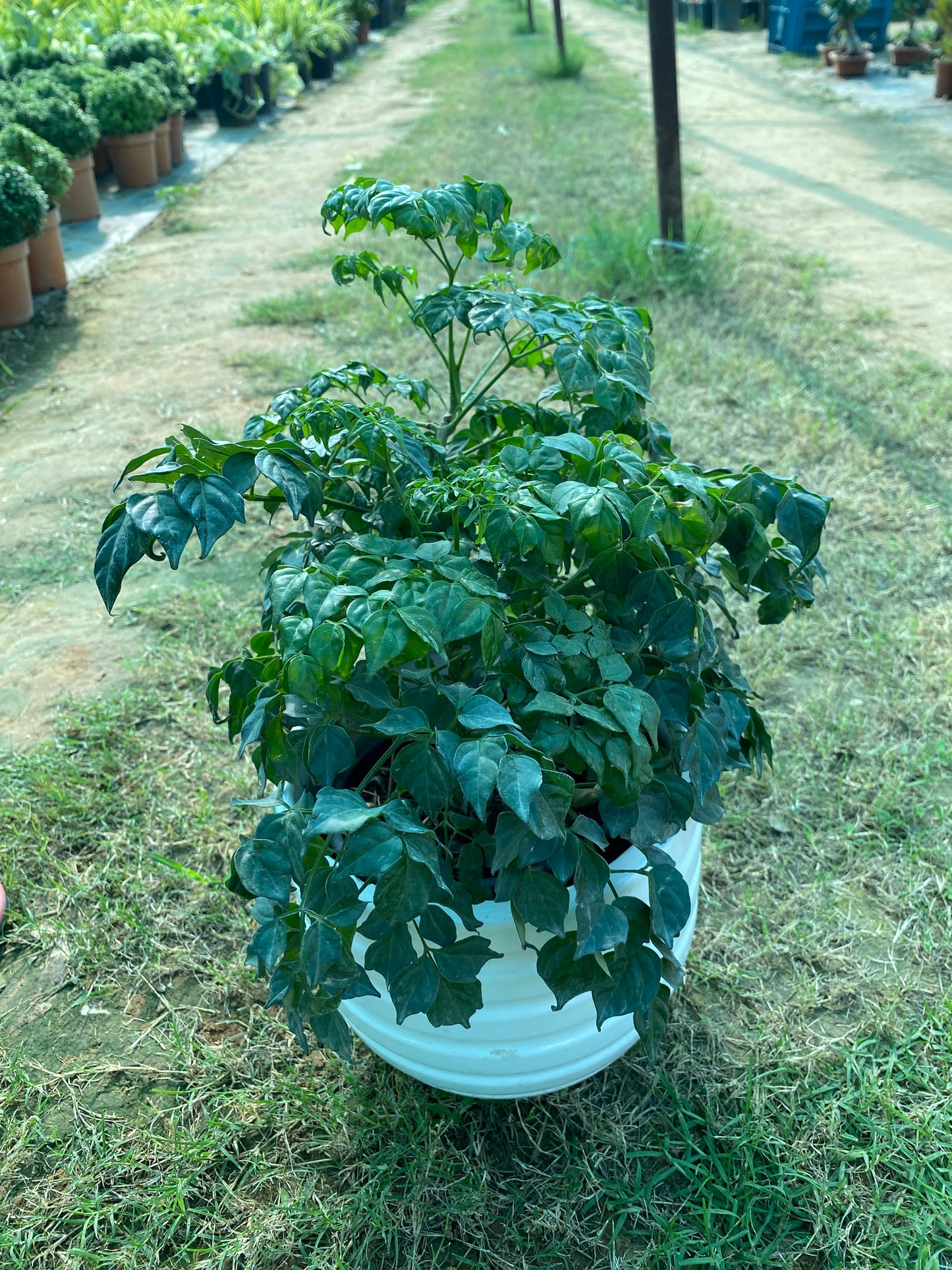 China Doll Plant - Medium