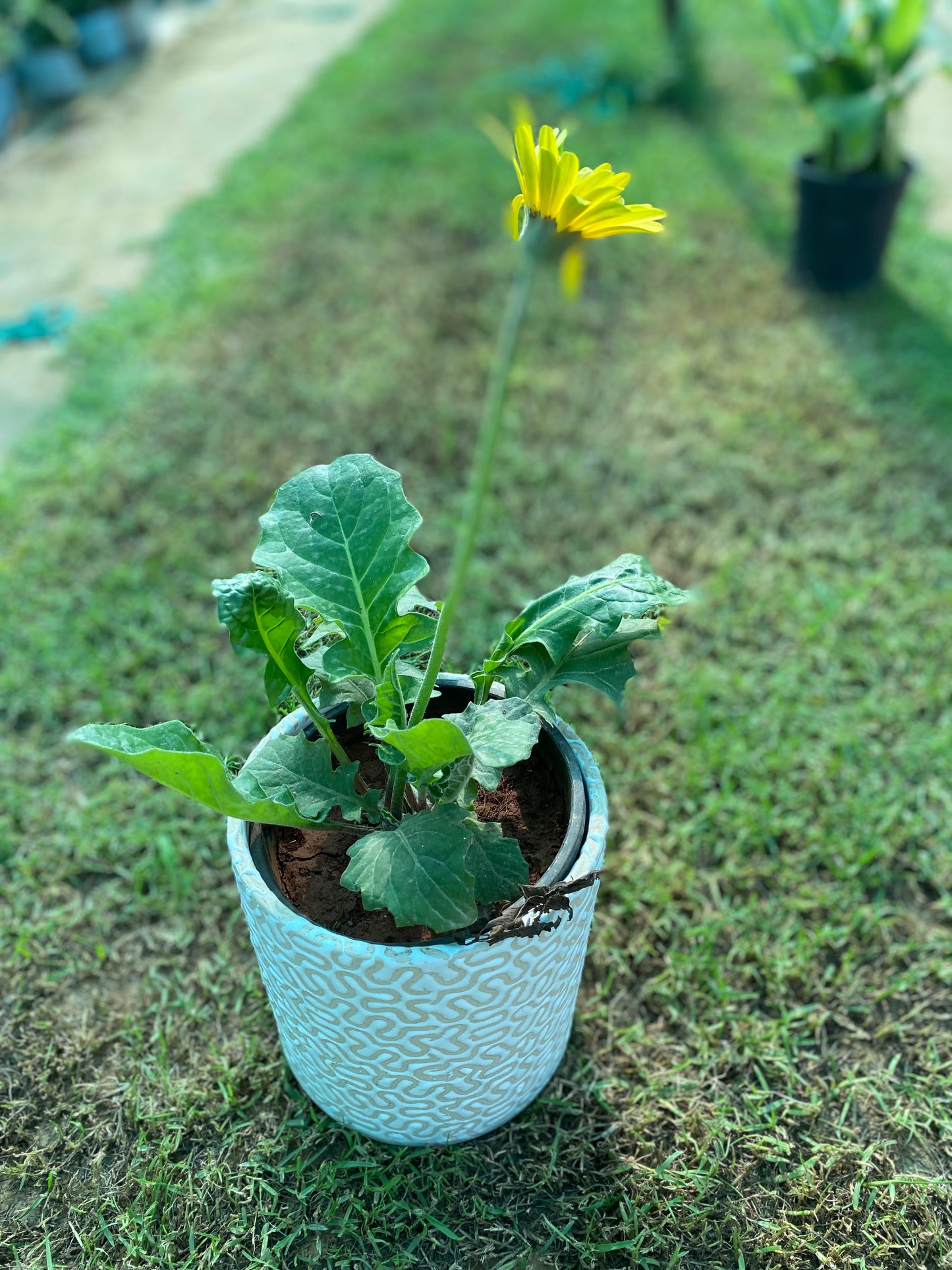 Madden Gerber Daisy Plant - Medium