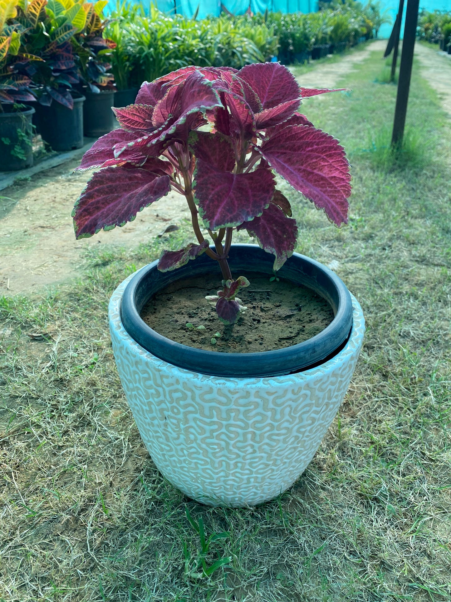 Coleus Plant Pink - Medium