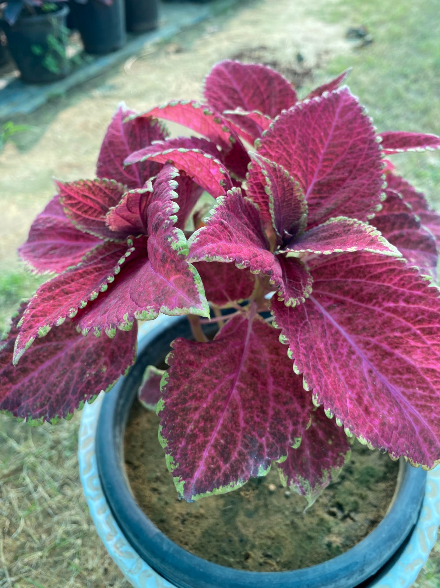 Coleus Plant Pink - Medium