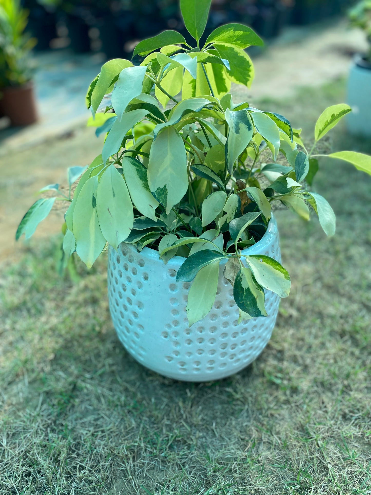 Saplera Plant - Medium