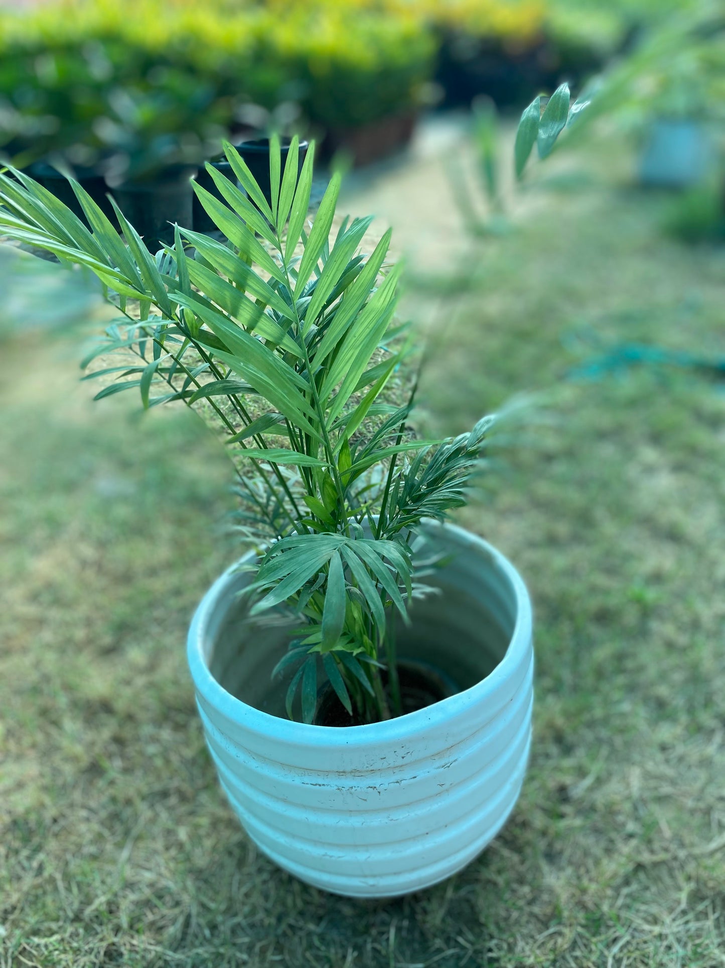 Chamaedorea Palm Plant - Medium