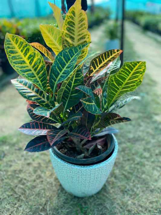 Croton Plant - Large