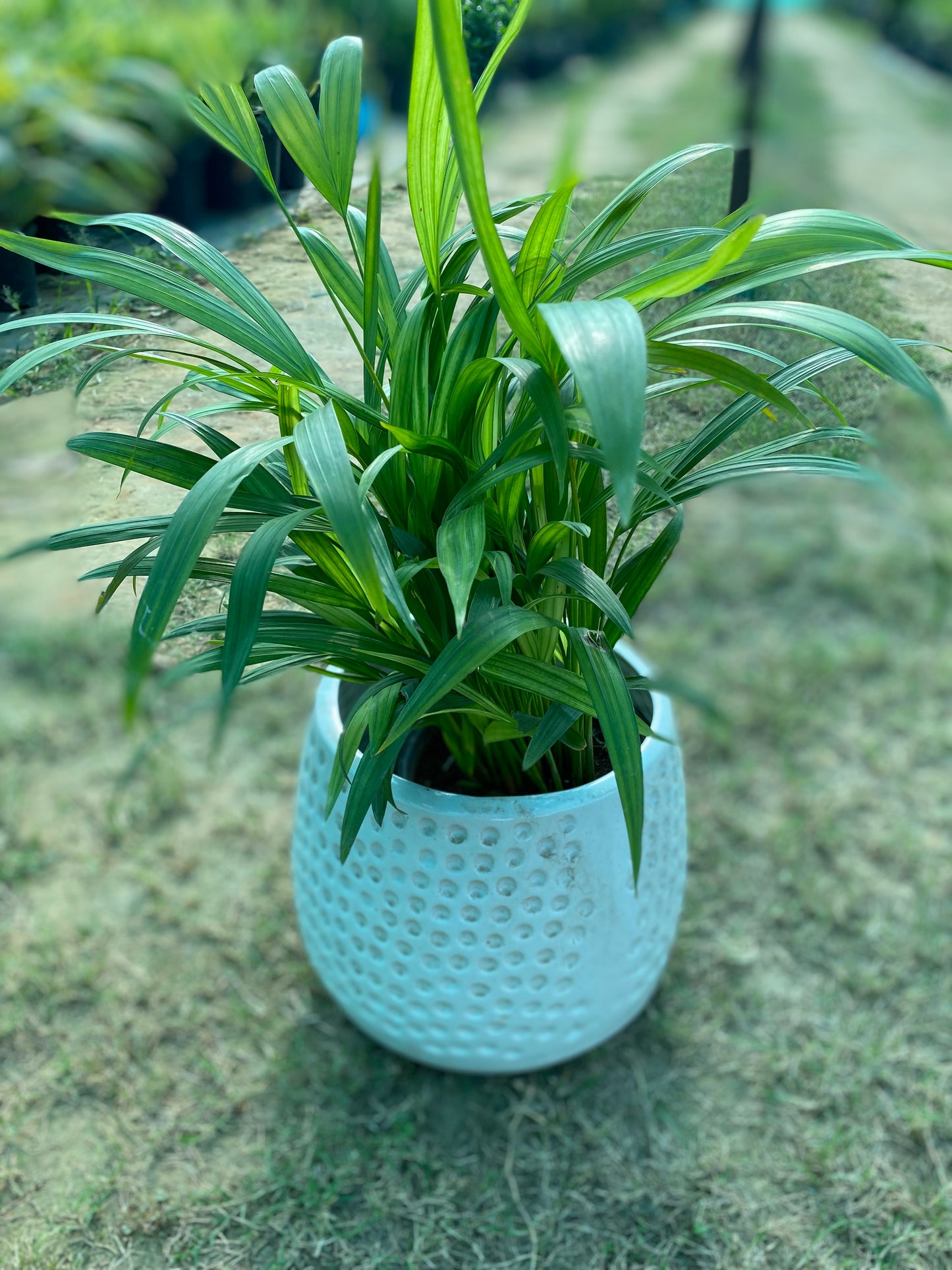 Areca Palm Plant - Medium