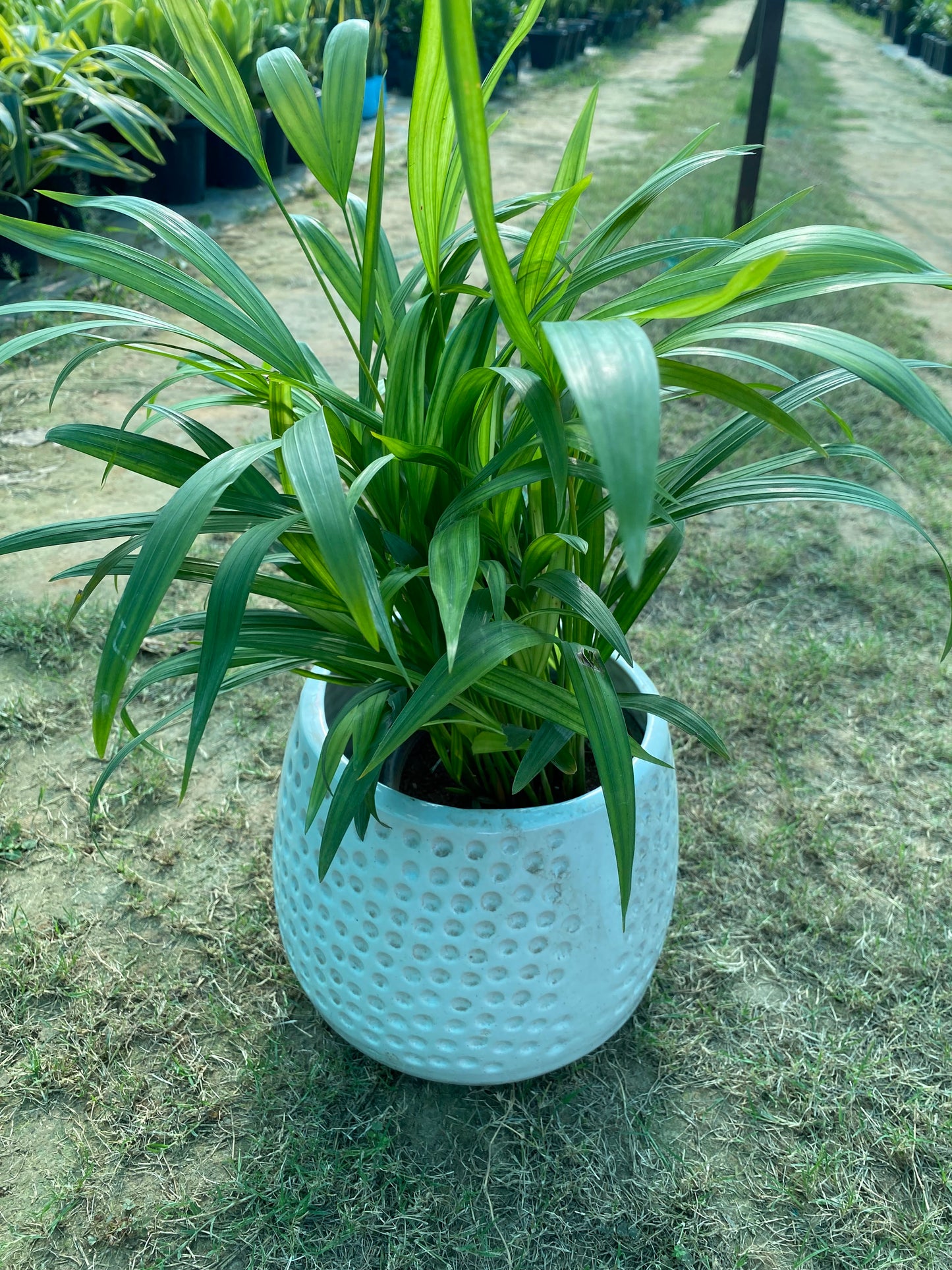 Areca Palm Plant - Medium