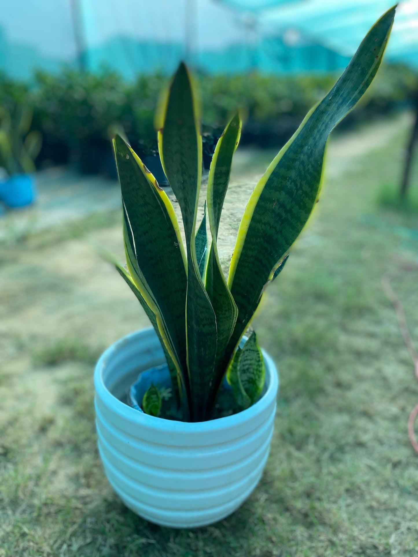 Snake Plant - Large