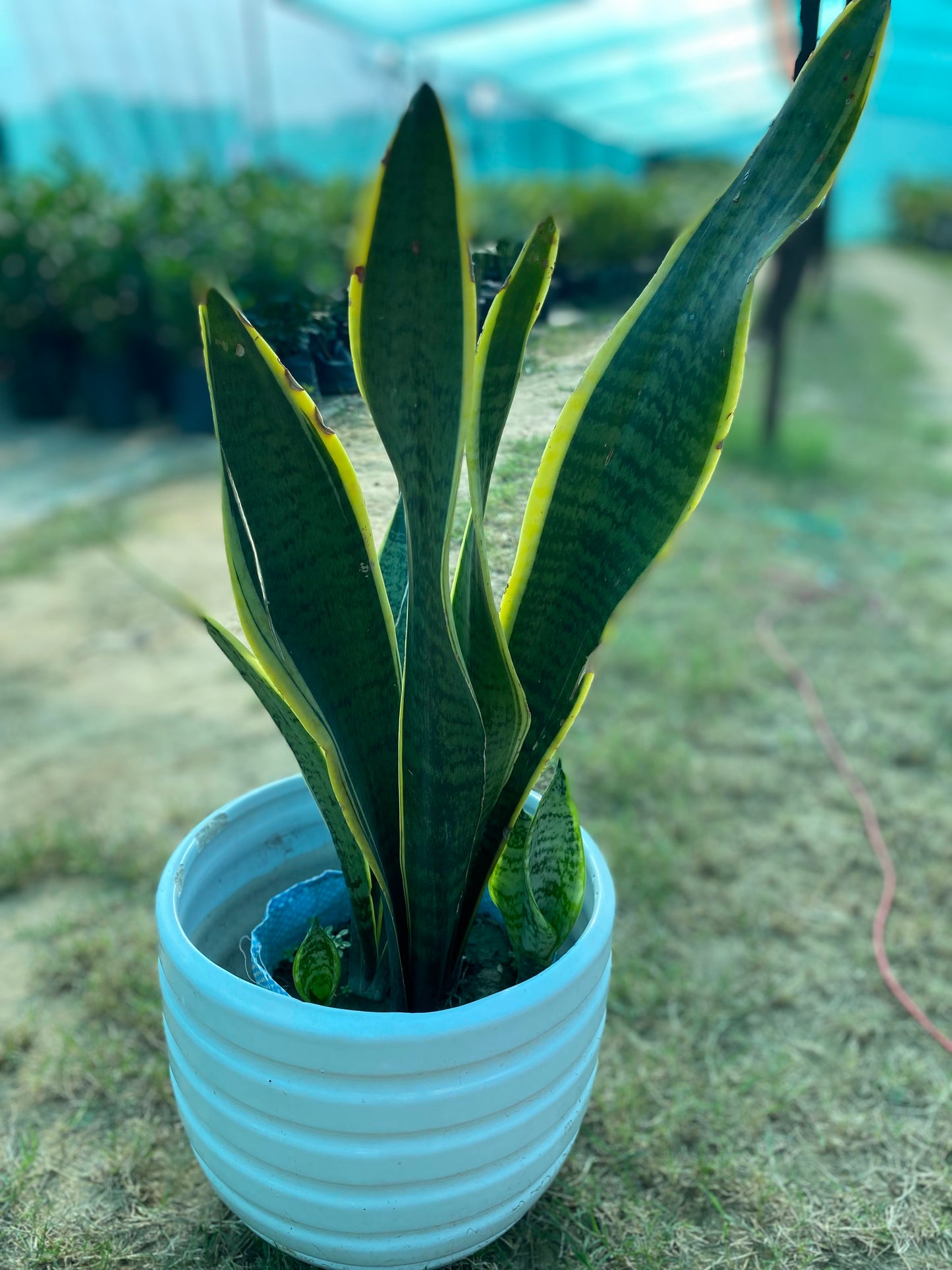 Snake Plant - Large