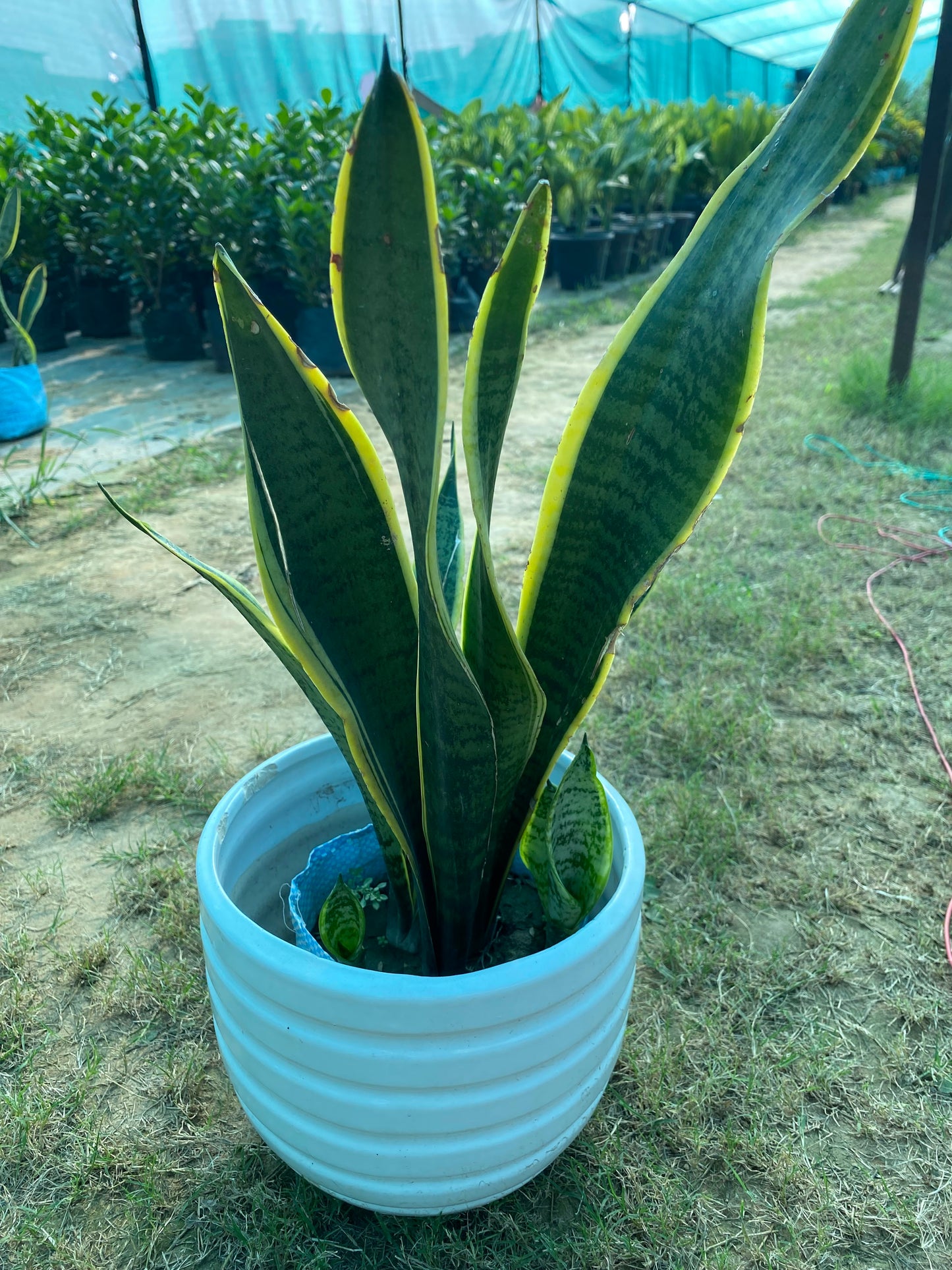 Snake Plant - Large