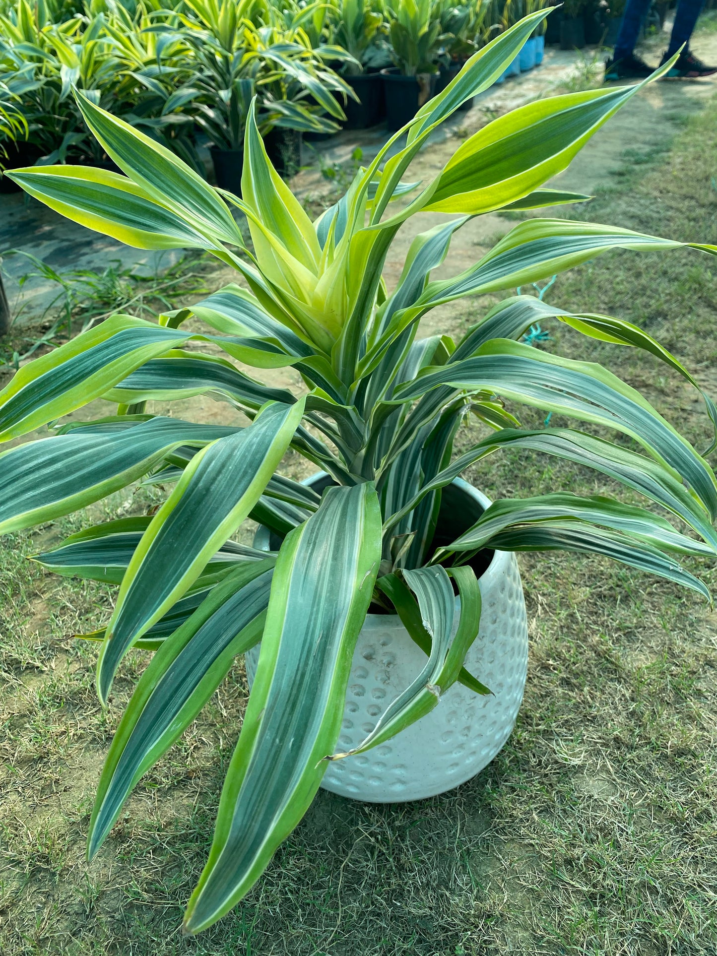 Dracaena Fragrans Plant - Large