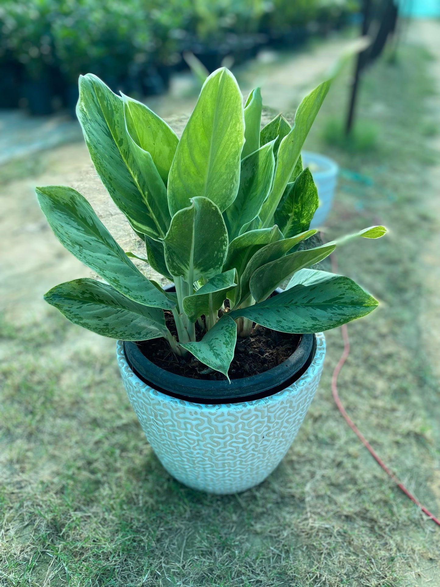 Aglaonema Crispum Plant - Large