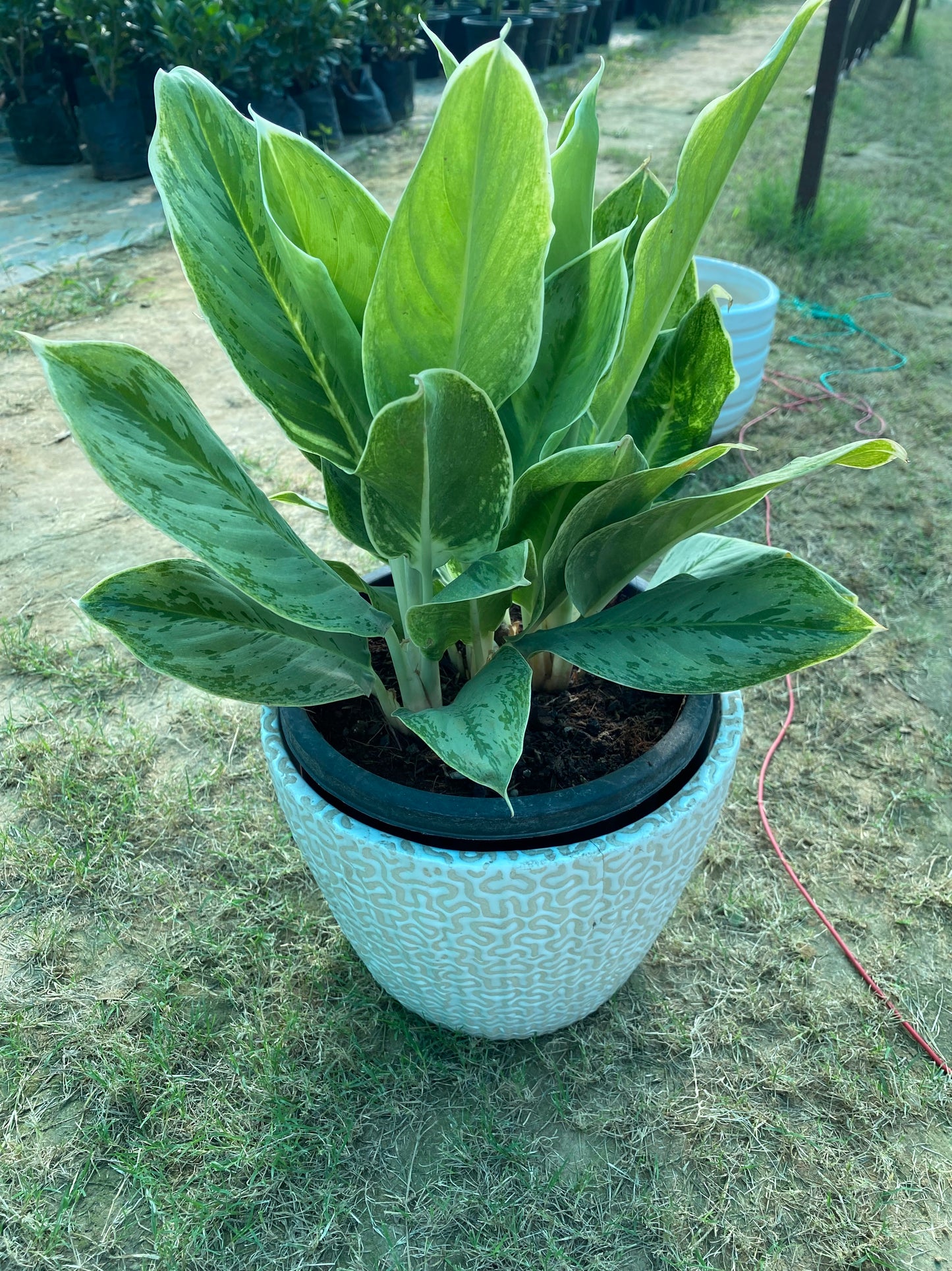 Aglaonema Crispum Plant - Large