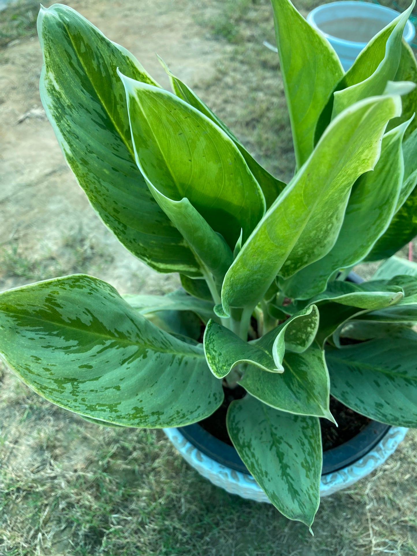 Aglaonema Crispum Plant - Large