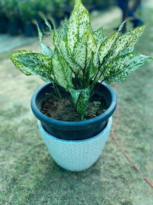 Snow White Aglaonema Plant - Large