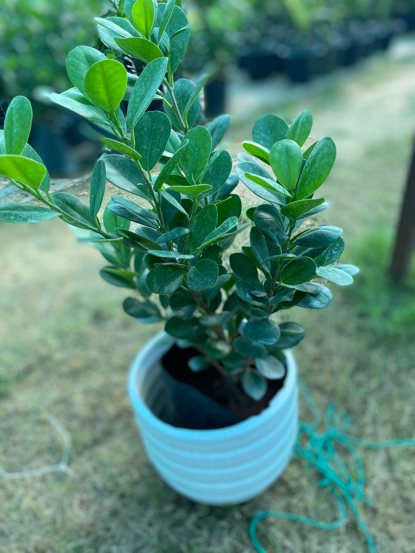 Ficus Moclame Plant - Large