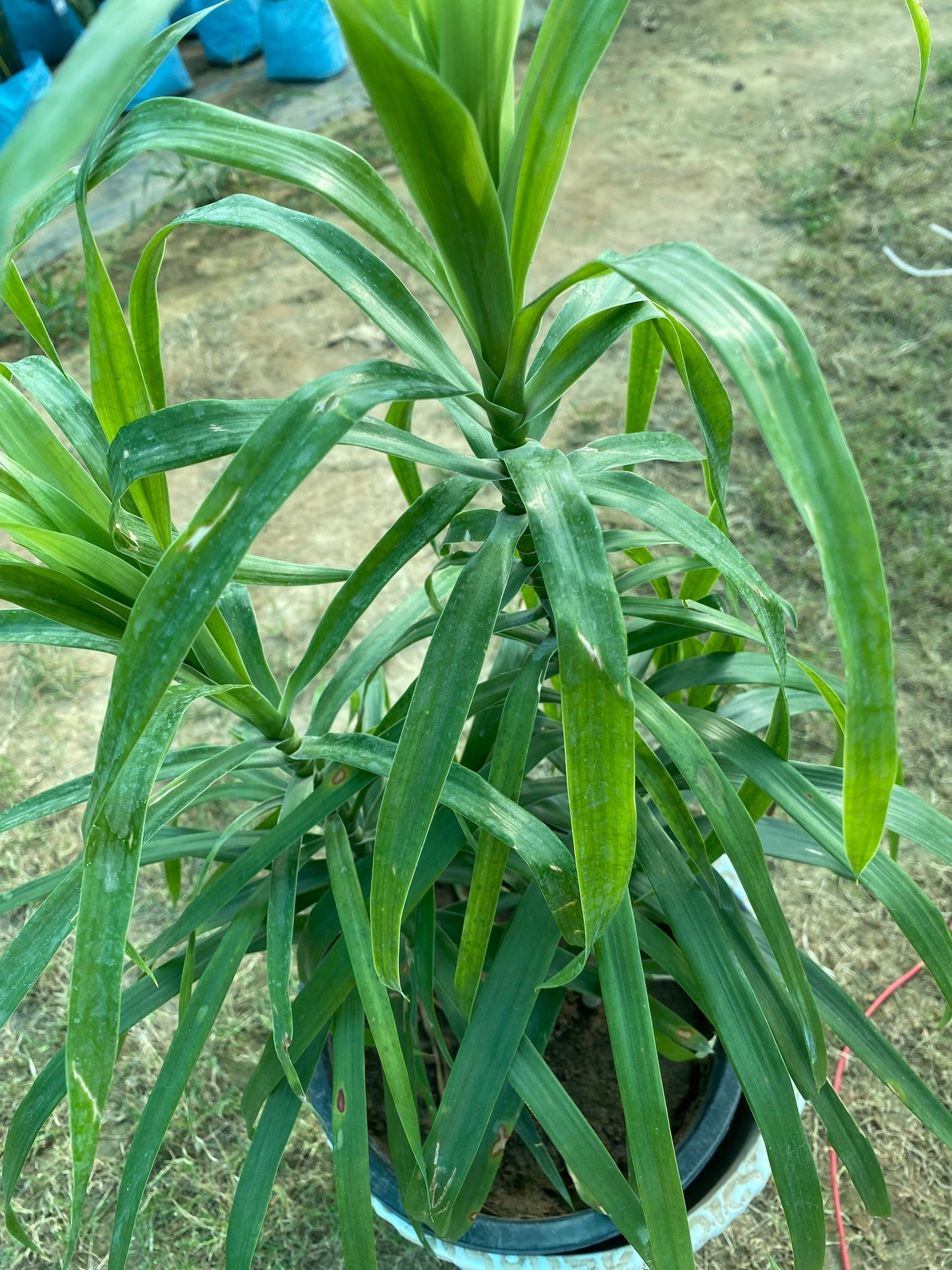 Dracaena Angustifolia Plant - Large