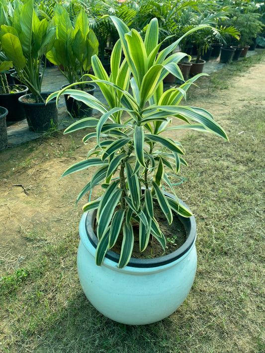 The Song of India Plant - Large