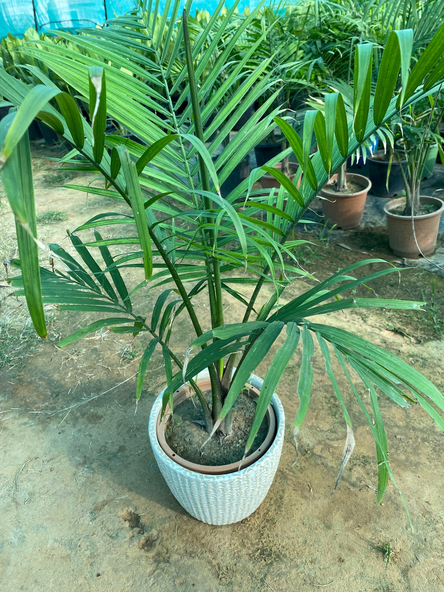 Rexona Palm Plant - Large