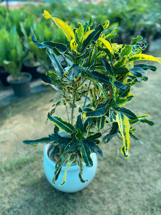 Croton Dreadlocks Plant - Large