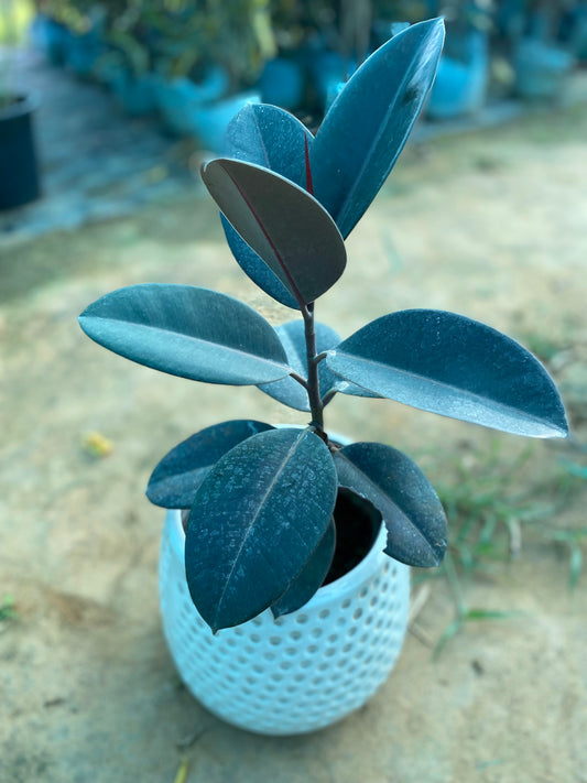 Rubber Plant - Large