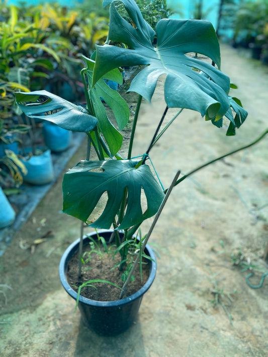 Swiss Cheese Plant - XL