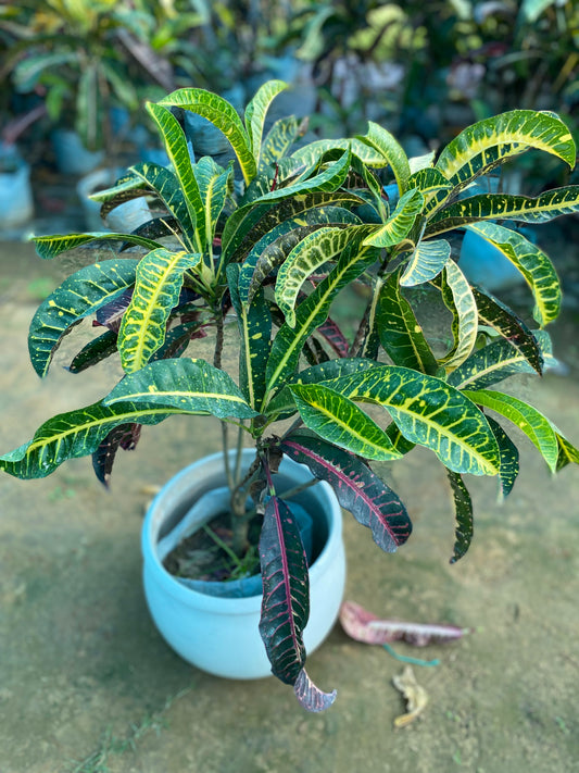 Garden Croton Plant - XL