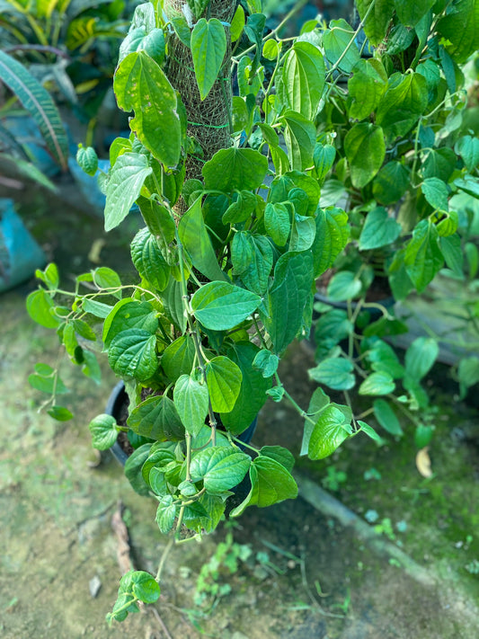 Betel Leaf Plant (Paan) - XL