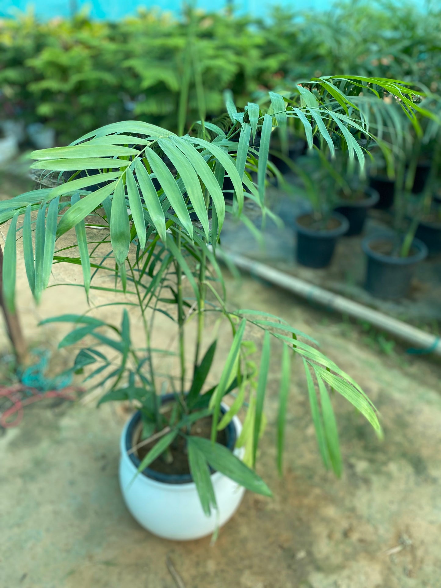 Bamboo Palm Plant - XL