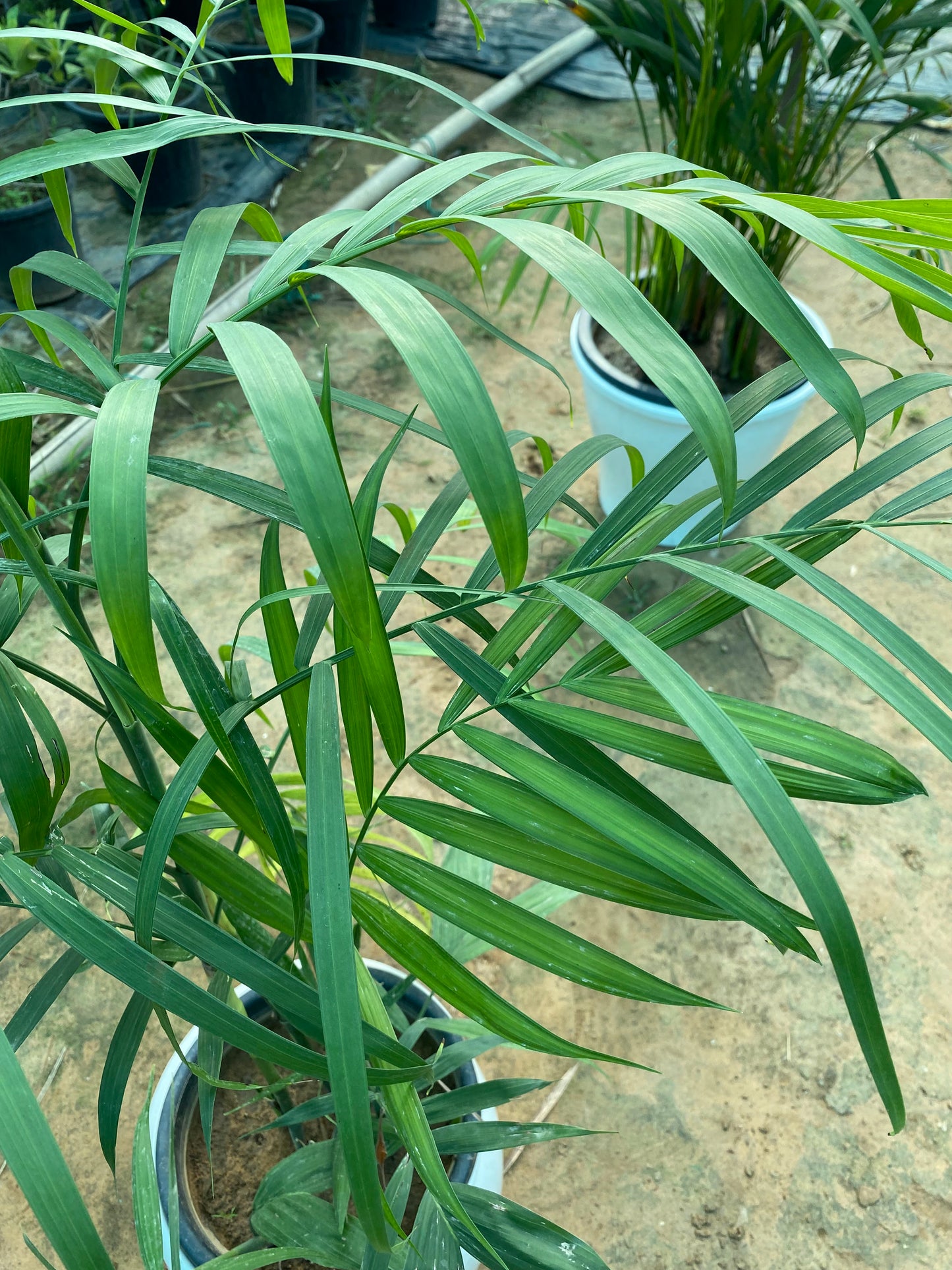 Bamboo Palm Plant - XL