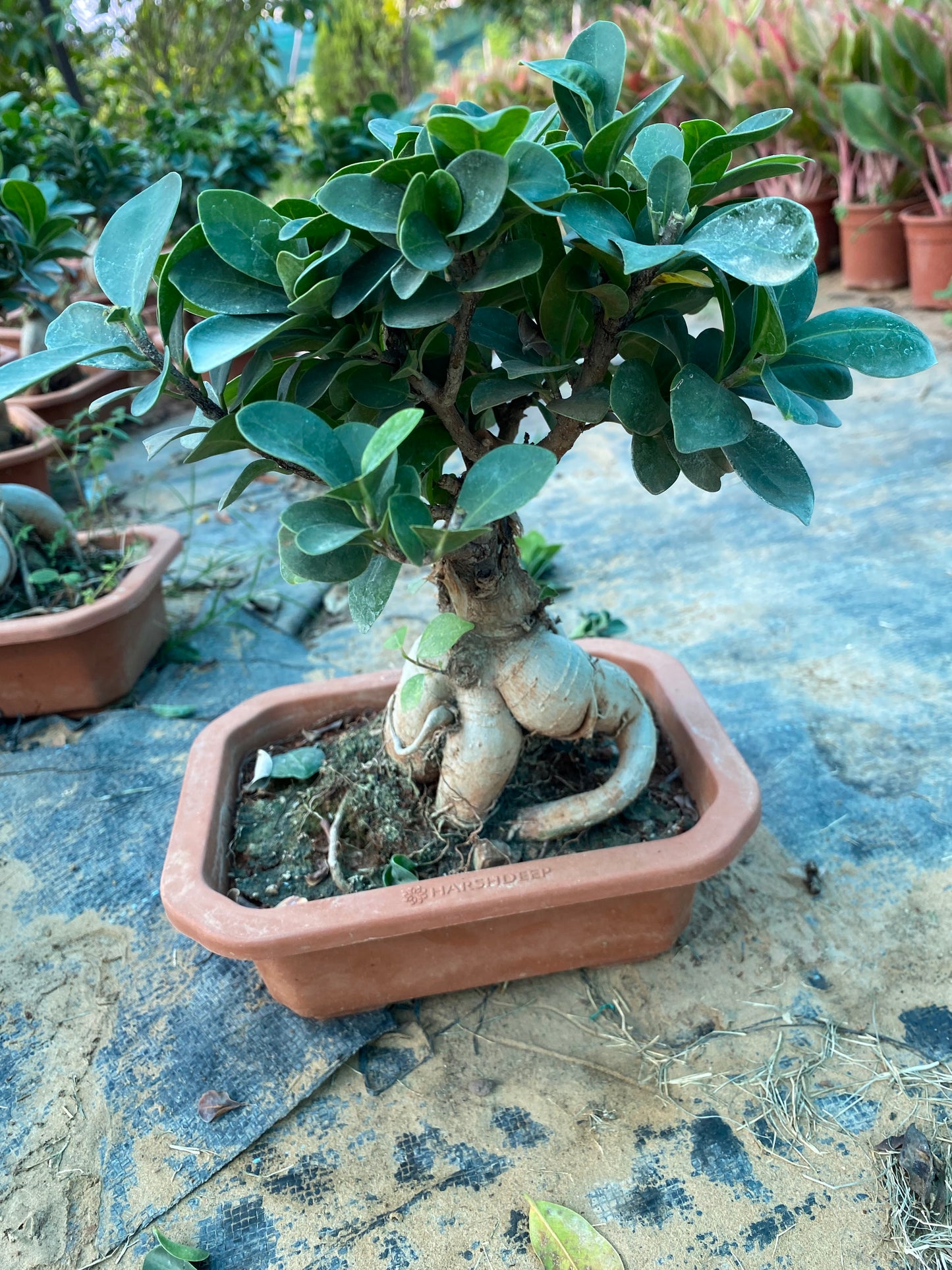 Banyan Tree Ficus Bonsai Plant - Medium