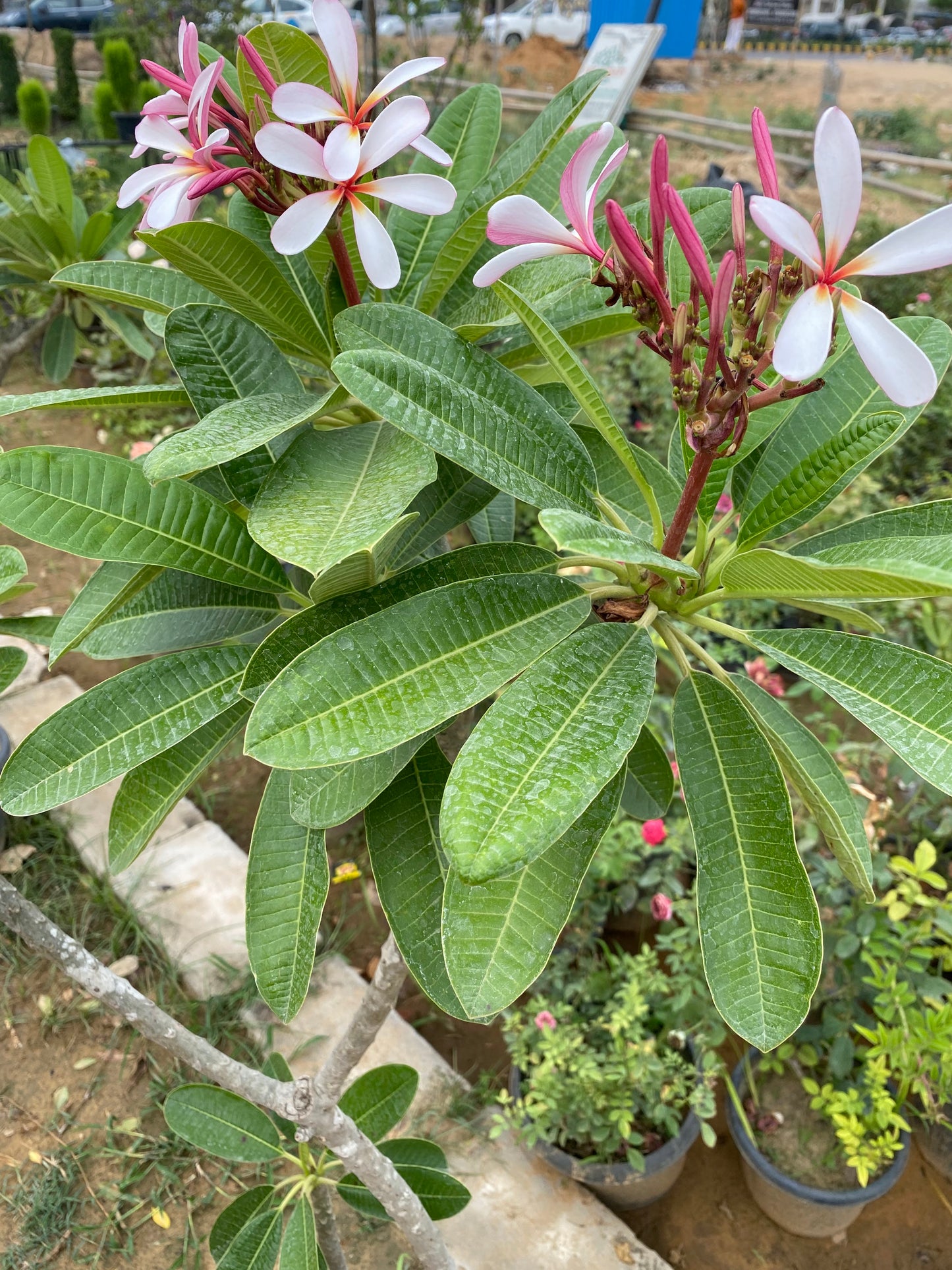Plumeria Rubra Flowering Plant (Champa) - XL