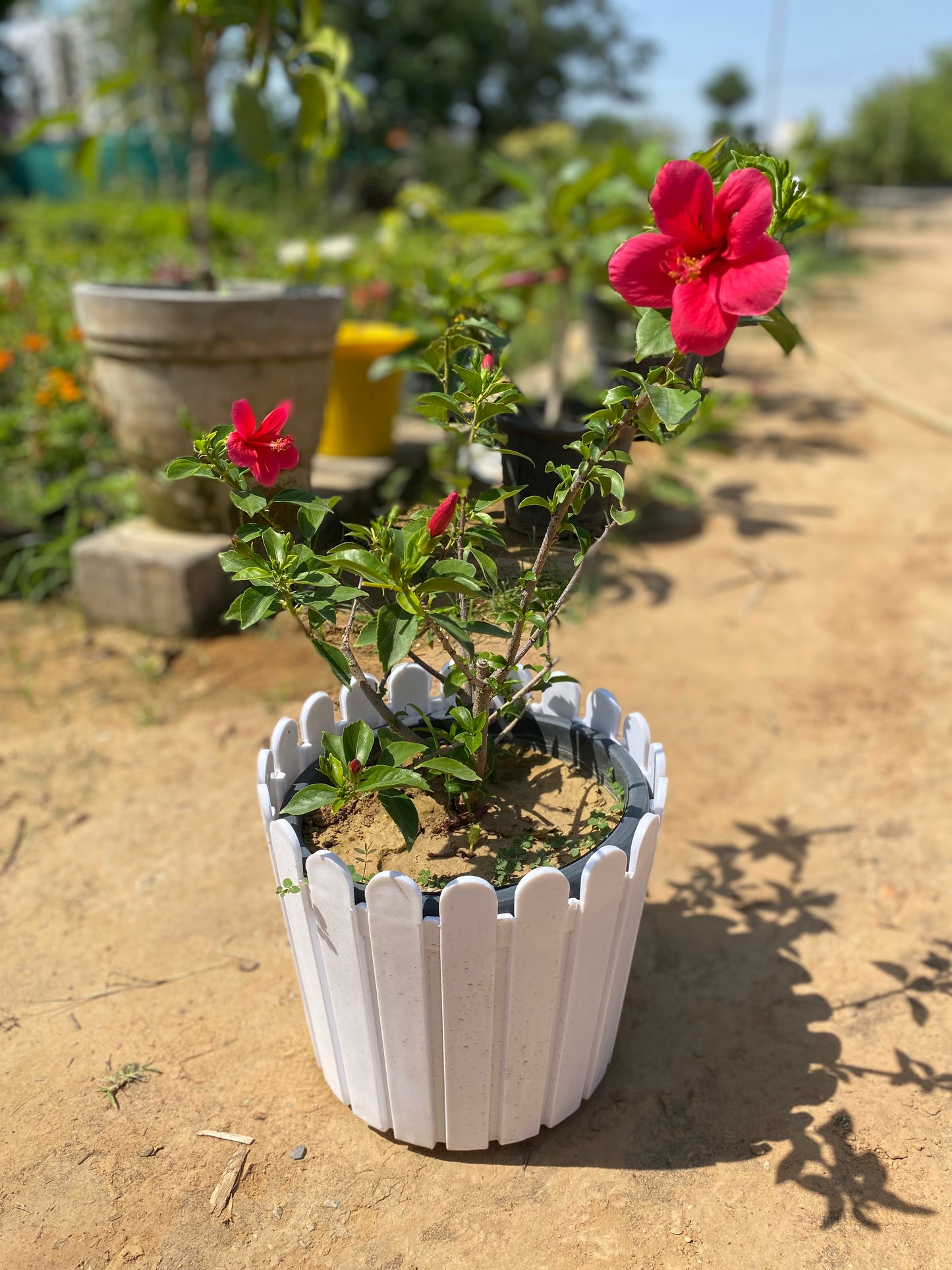 Hibiscus Flowering Plant - Large