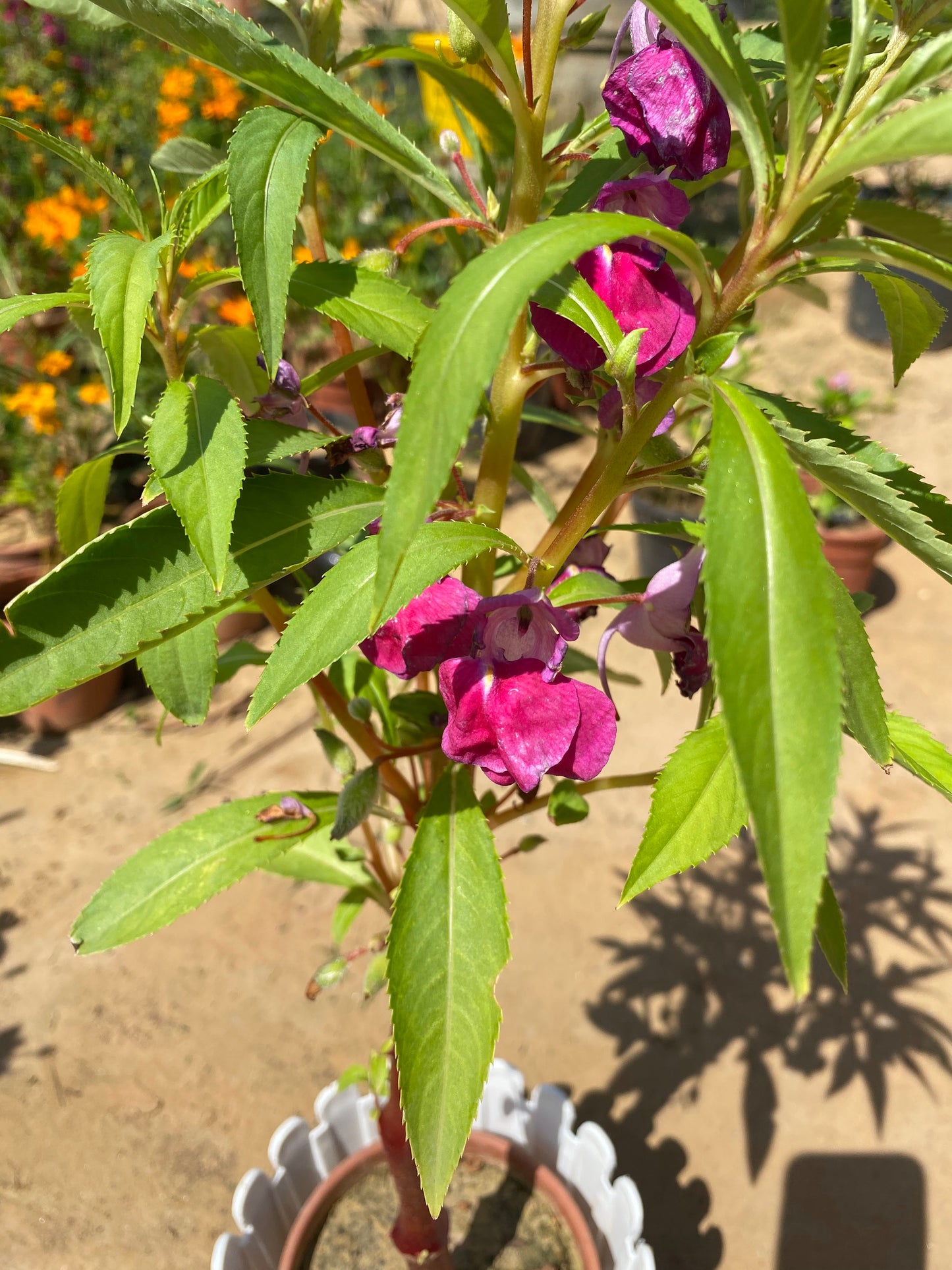 Impatiens Glandulifera Flowering Plant - Medium