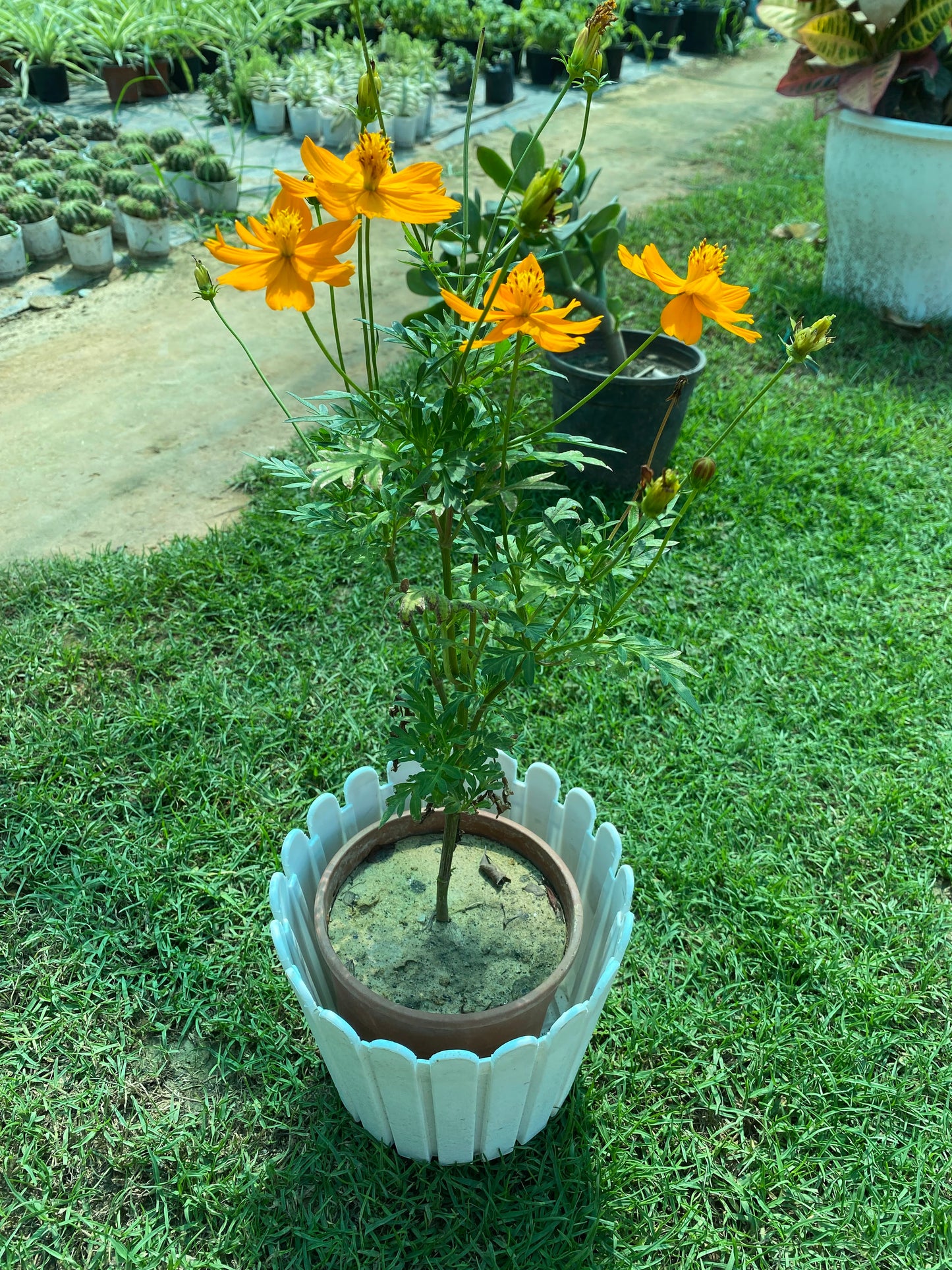 Sulfur Cosmos Flowering Plant - Medium