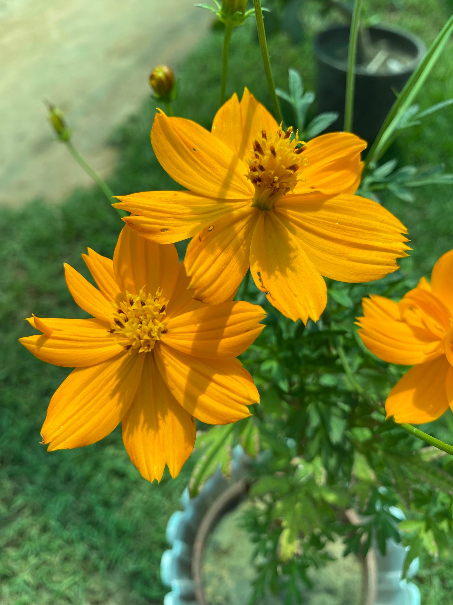 Sulfur Cosmos Flowering Plant - Medium