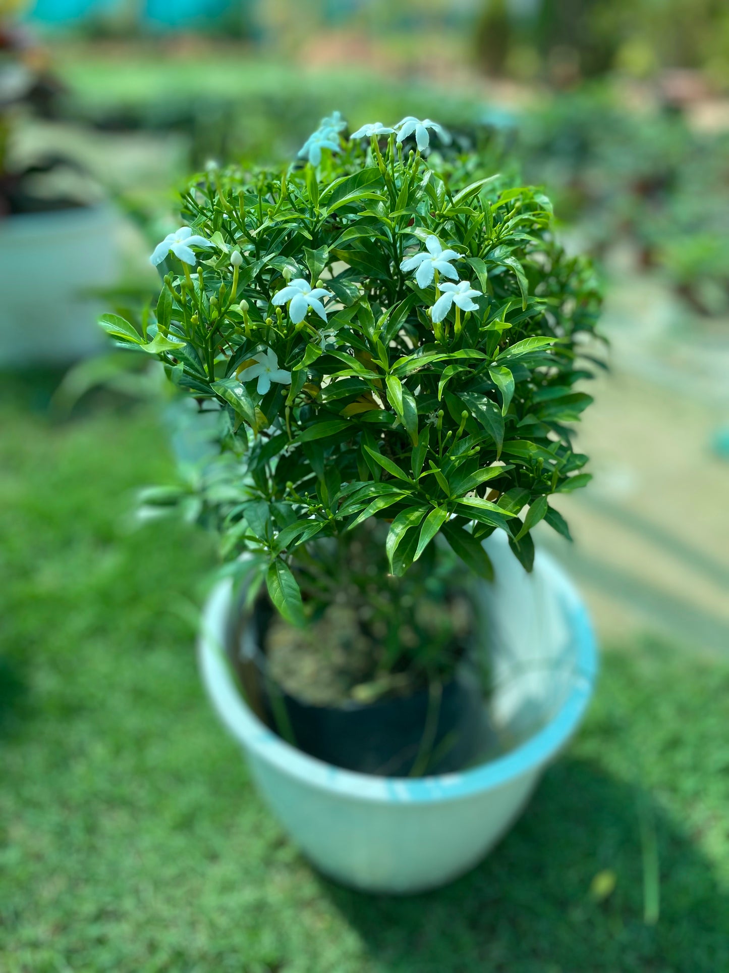 Crepe Jasmine Flowering Plant (Chandani) - Medium