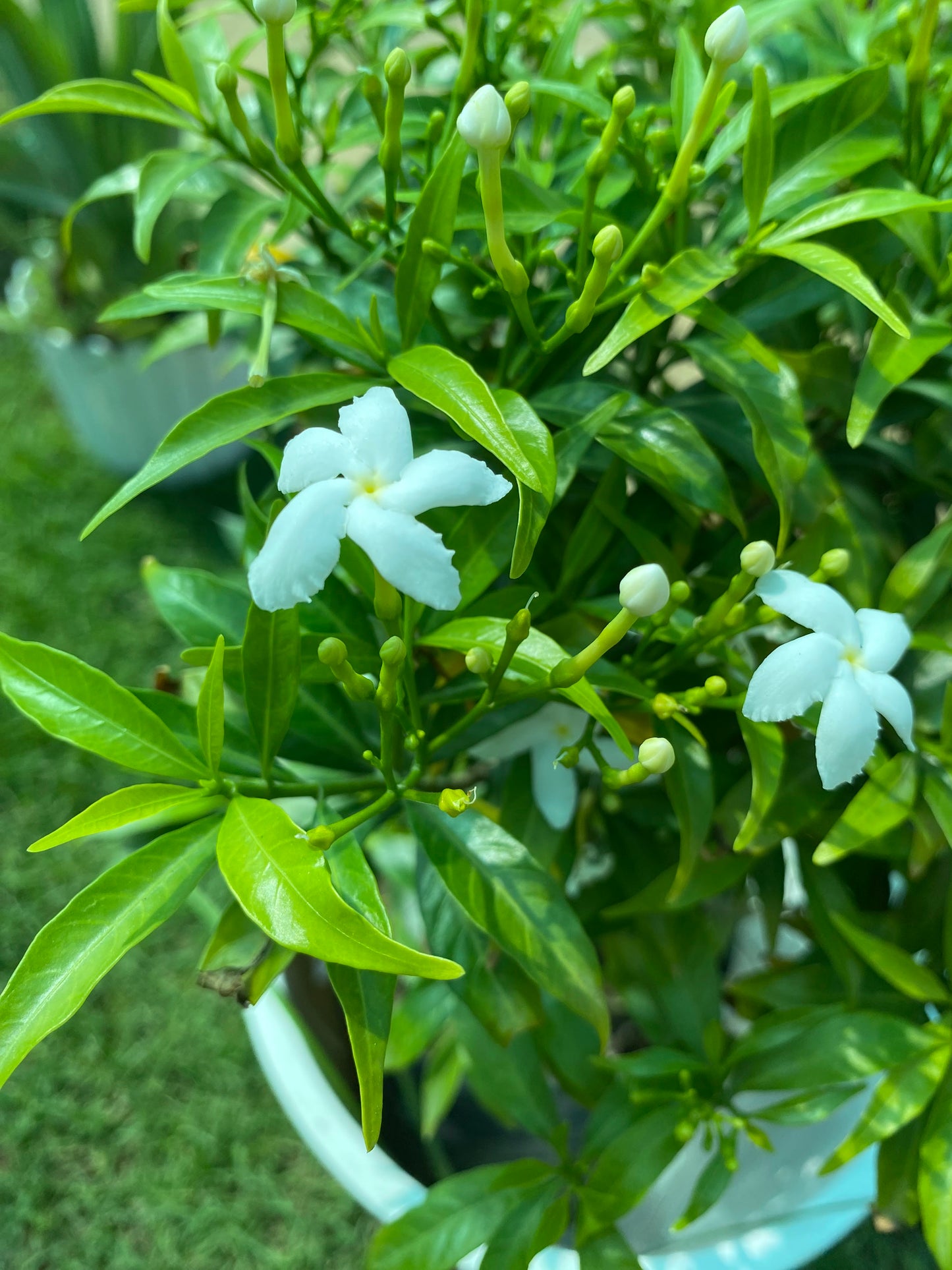 Crepe Jasmine Flowering Plant (Chandani) - Medium