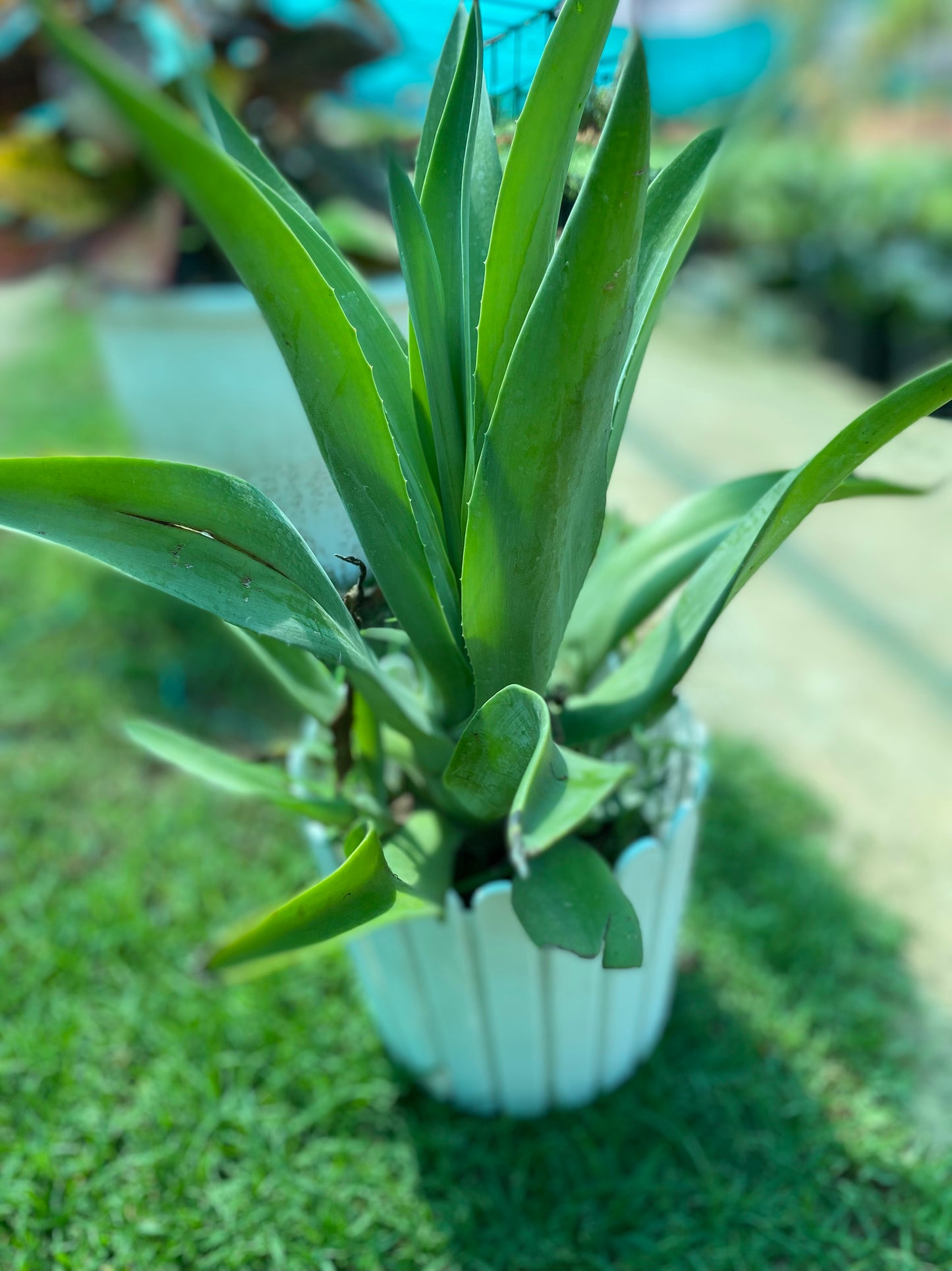 Lotus Agave Plant - Medium