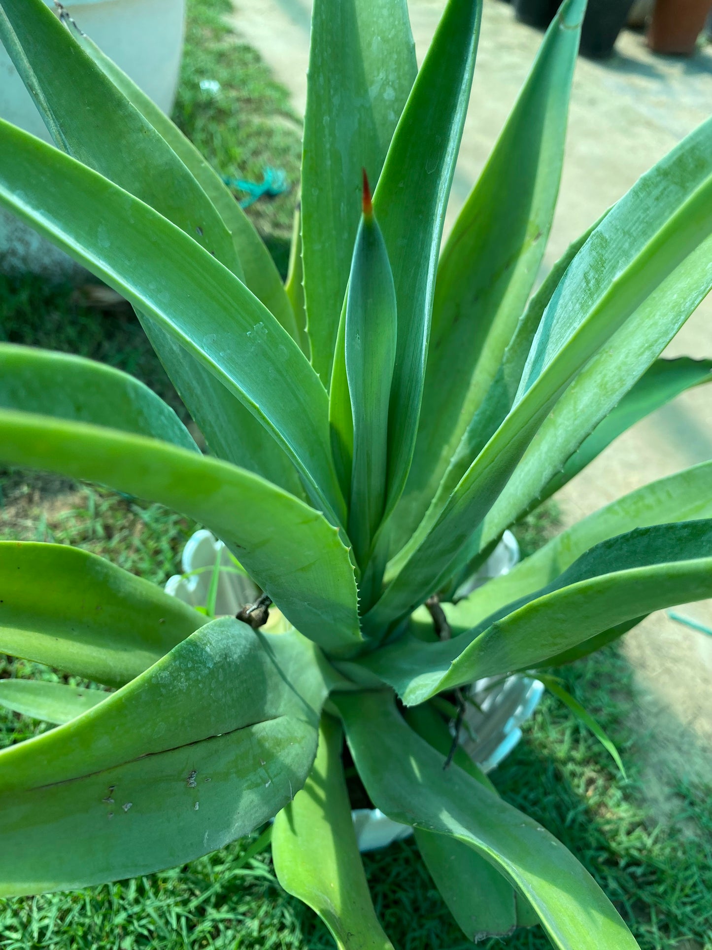 Lotus Agave Plant - Medium