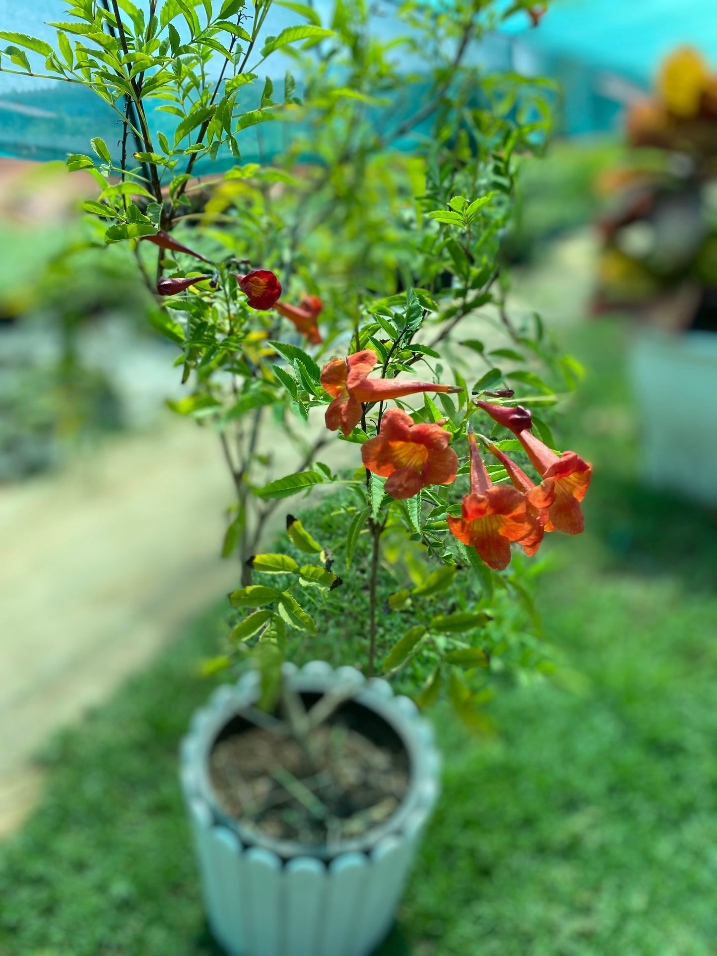 Tecoma Flowering Plant - Large