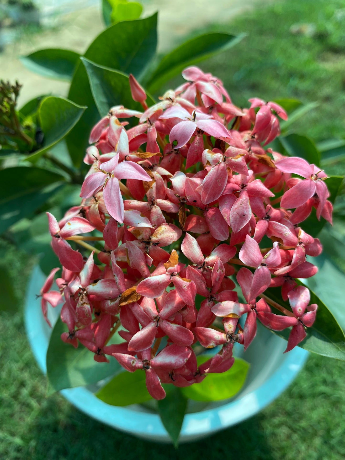 Ixora Flowering Plant  - Medium