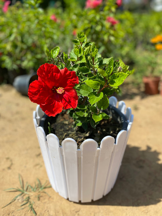 Hibiscus Flowering Plant - Medium
