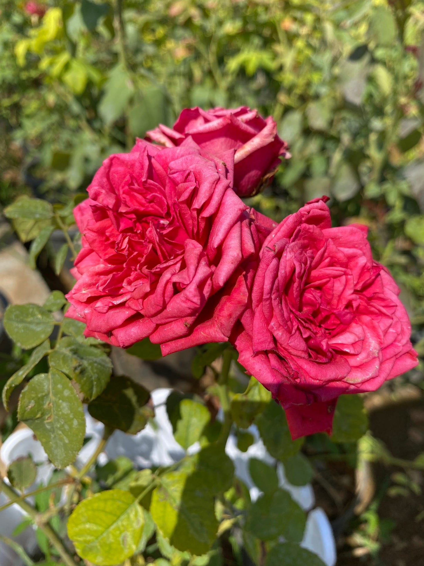 Rose Flowering Plant - Medium