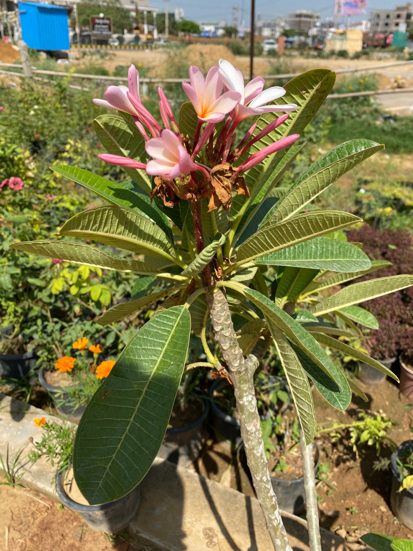 Plumeria Rubra Flowering Plant (Champa) - XL