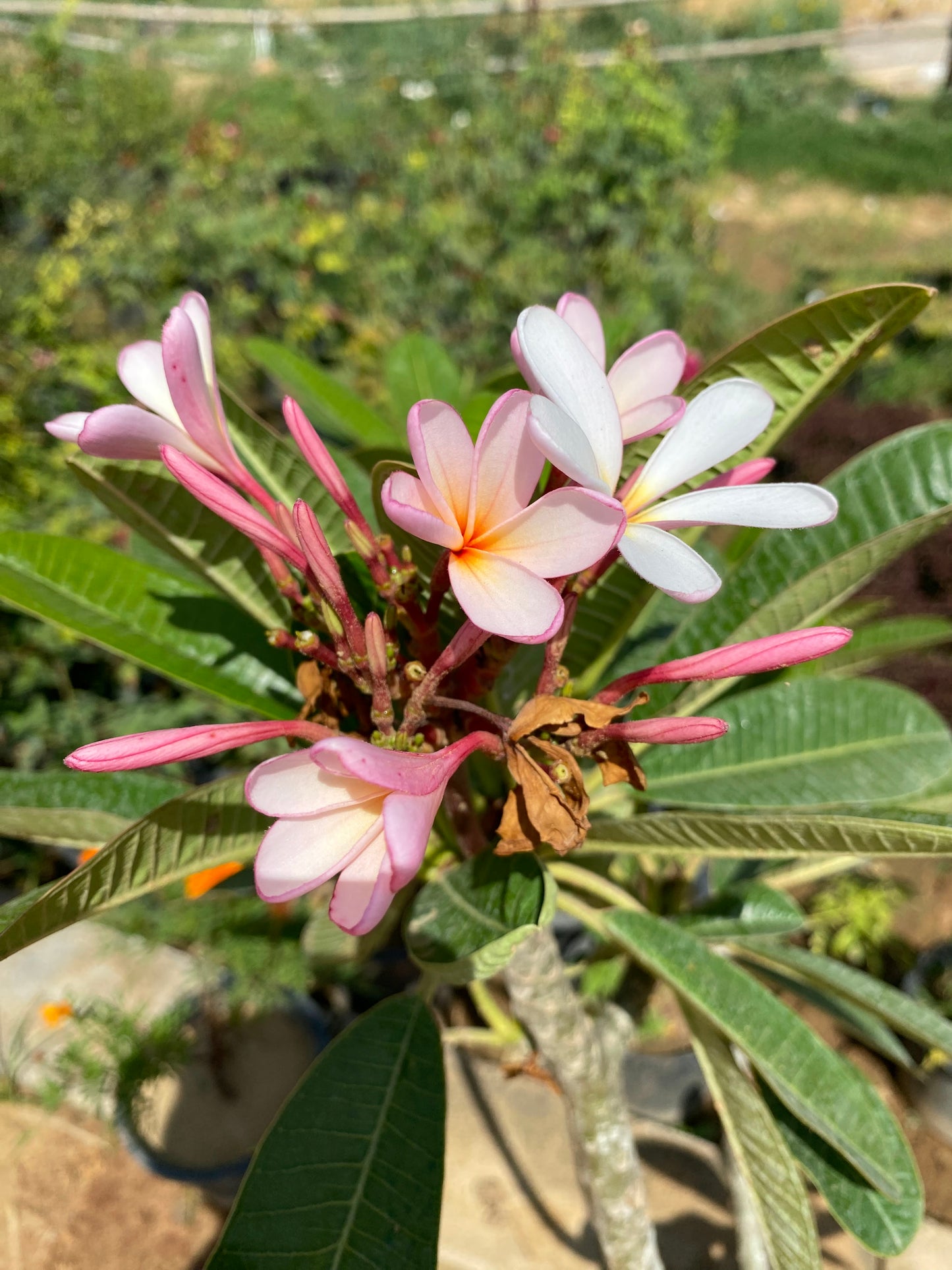 Plumeria Rubra Flowering Plant (Champa) - XL