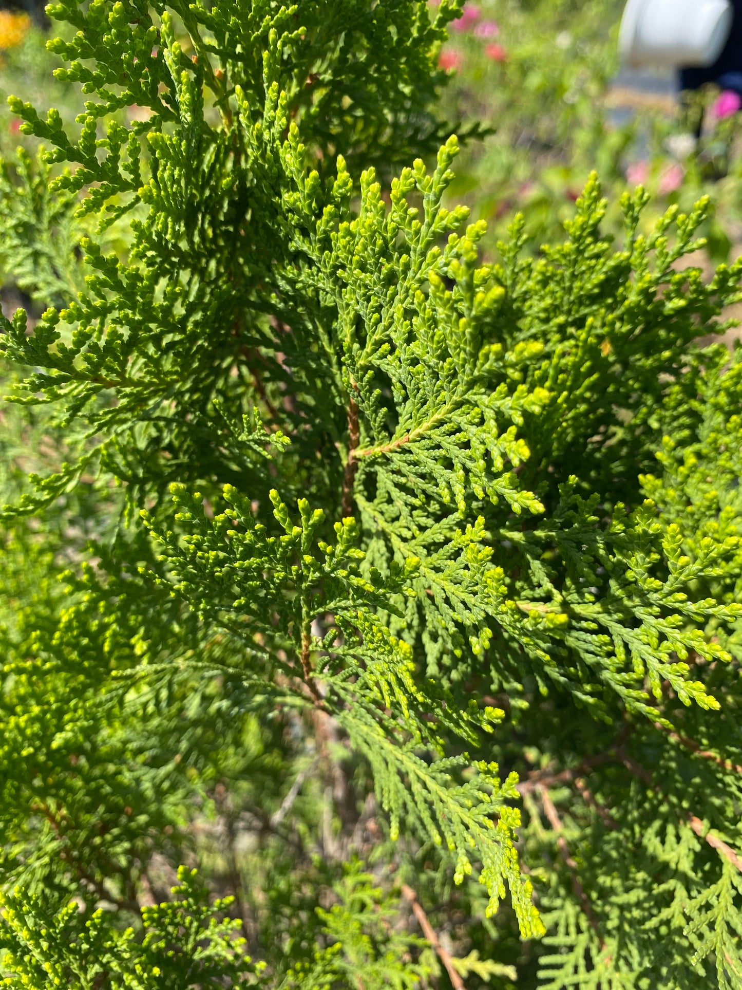 Juniper Plant (Morpankhi) - XL